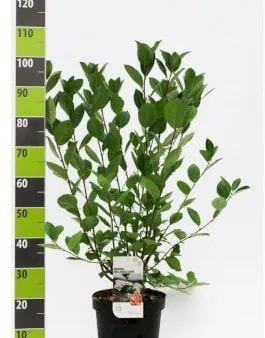 Large-fruited Aronia