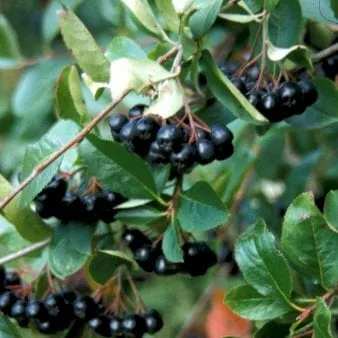 Large-fruited Aronia