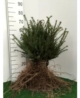 Yew
