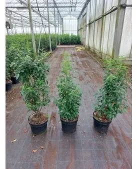 Portuguese laurel cherry