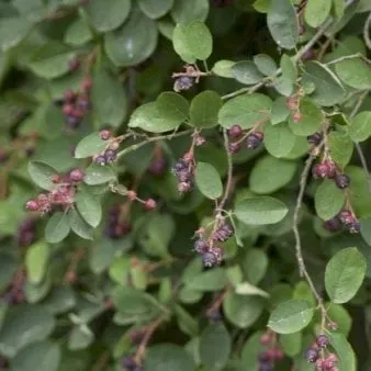 Spike Serviceberry