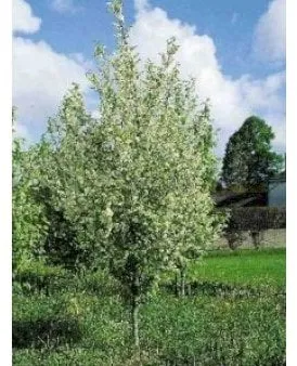 Bird cherry